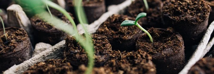 Junge Pflanzen in Torftöpfen